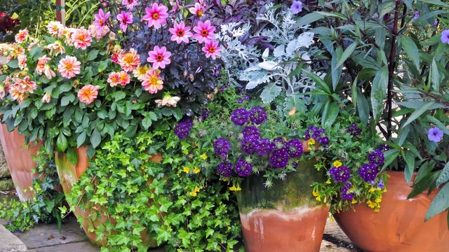 garden.jpg 