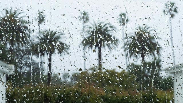 many palm trees seen through wet window 