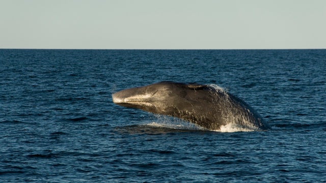 Sperm whale. (Physeter macrocephalus). A breaching sperm whale showing its underside and mouth. Gulf of California. 