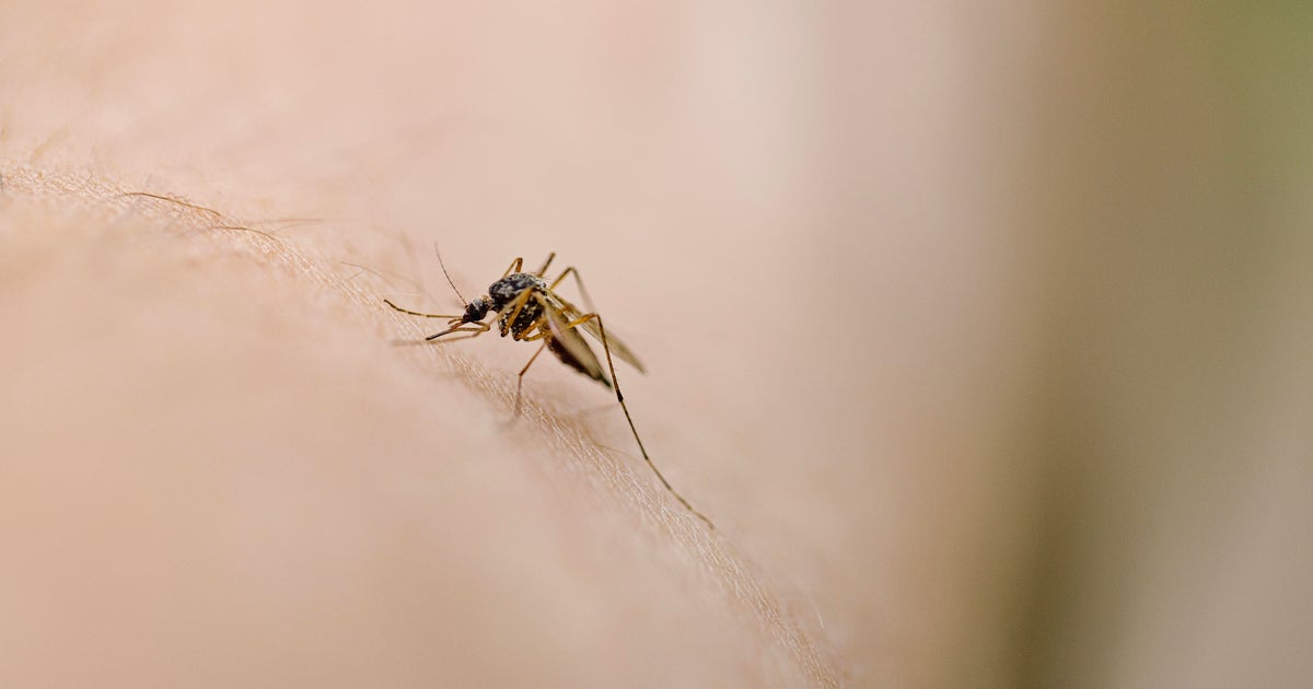 Sacramento to release 400,000 sterile mosquitoes to fight off invasive ones 
