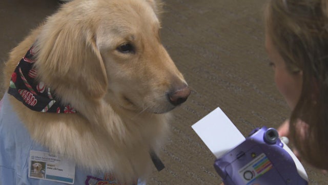 Buddy hospital dog 