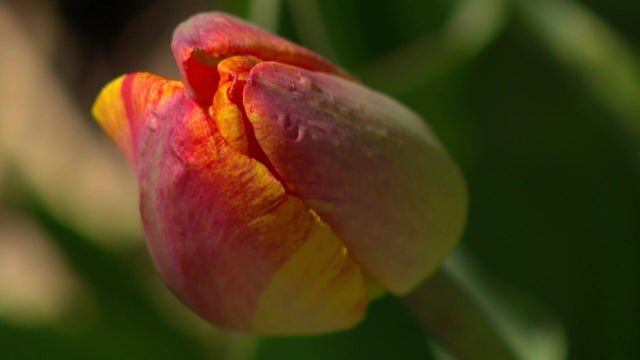 10p-pkg-tulips-gq-wcco7oci-00-02-0200.jpg 