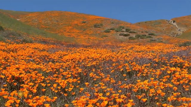 nature-poppies-1920.jpg 