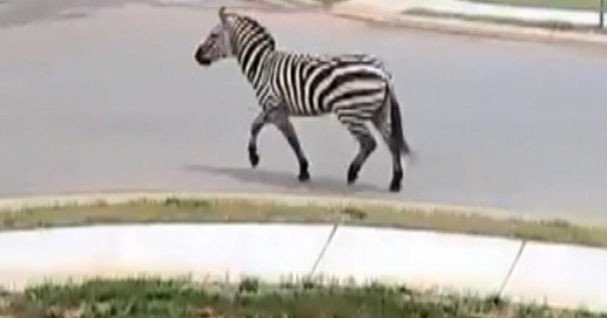 Escaped zebra named Ed being tracked via drone by sheriff's deputies 