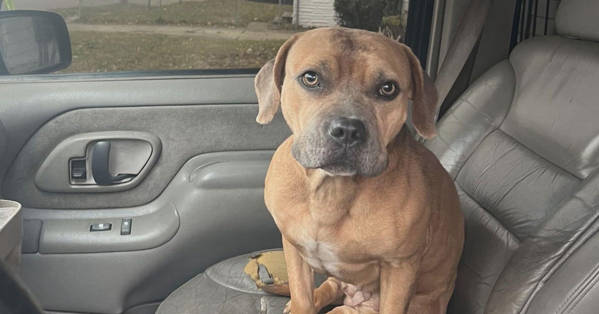Pontiac man left confused after dog shot and killed by sheriff's deputies 